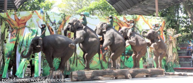taman safari show gajah
