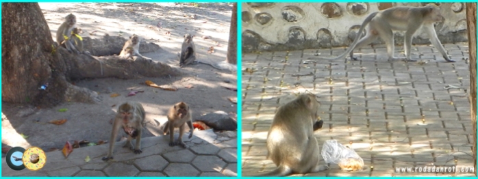 Monyet di baluran bekol dan pantai bama